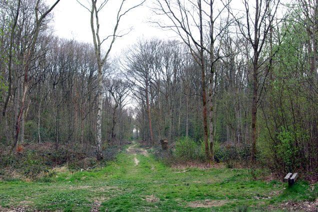The Screaming Dering Woods Of The UK