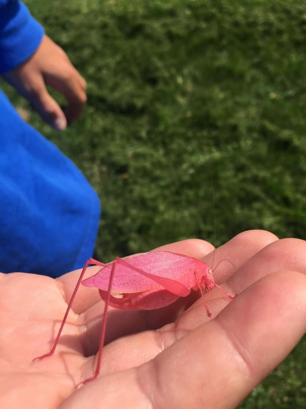 This Pink Grasshopper Is The Exact Opposite Of Mildly Interesting