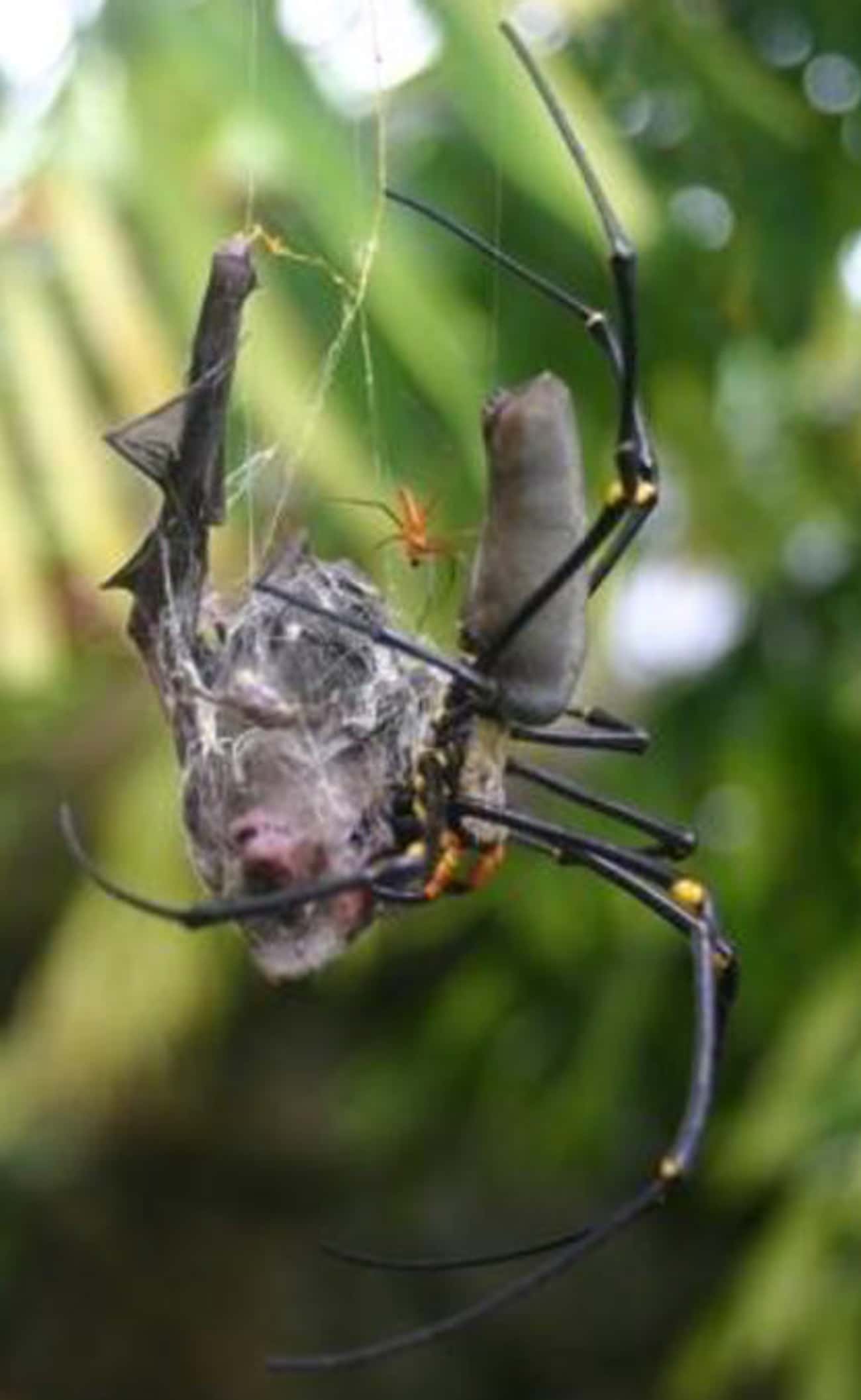 Their Durable Webs Can Catch Birds And Bats
