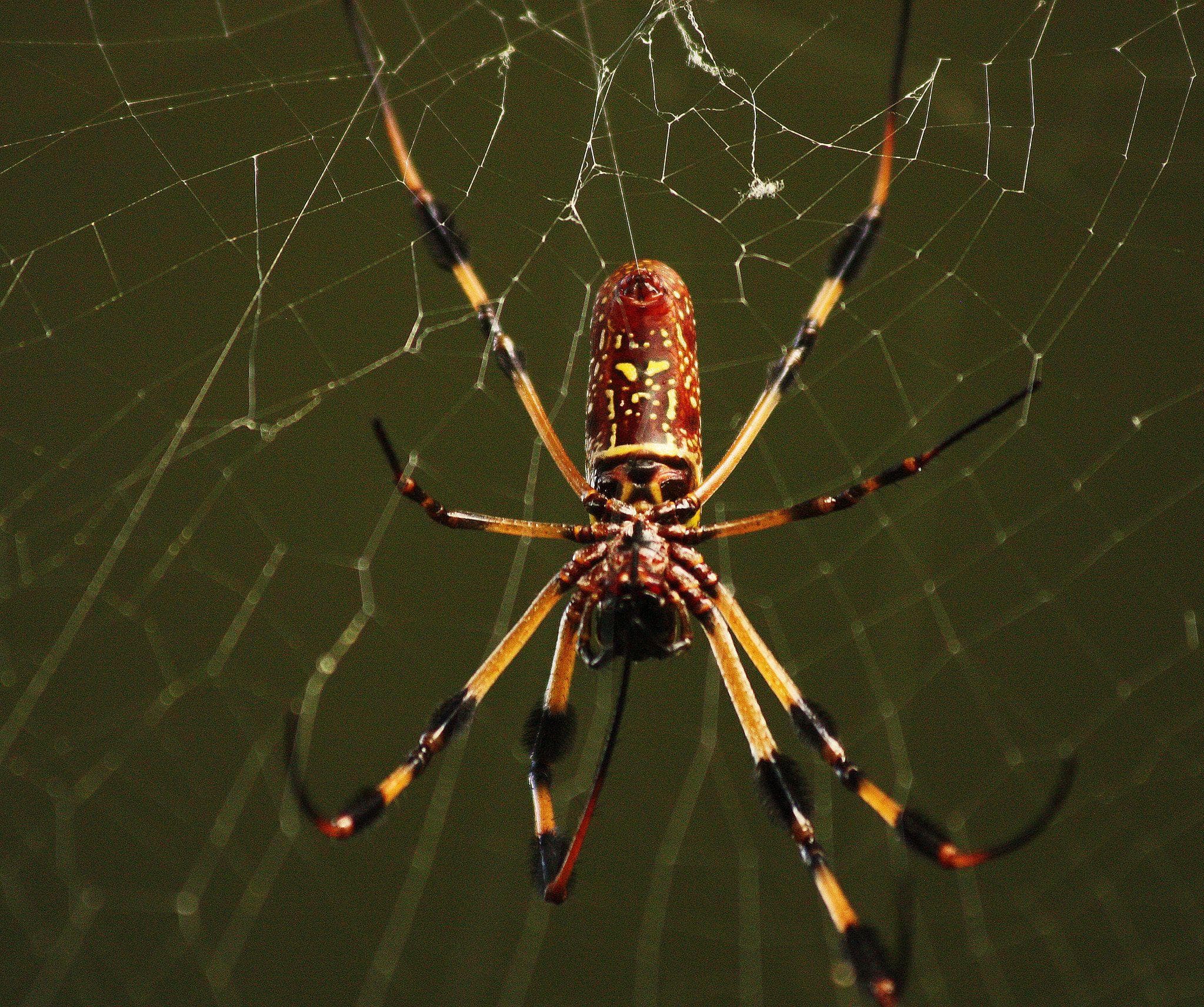 Giant Orb Weaver Spiders Exist, And They’re Terrifying