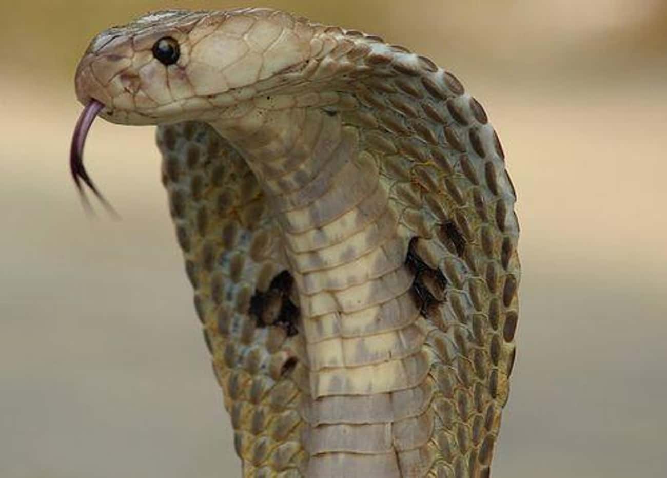 The Indian Cobra Will Shut Down The Body's Muscles, Including The Heart