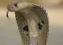 The Indian Cobra Will Shut Down All Of Your Muscles, Including Your Heart on Random Things About Snake Bites
