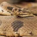 The Russell's Viper Can Mess Up You Kidneys on Random Things About Snake Bites