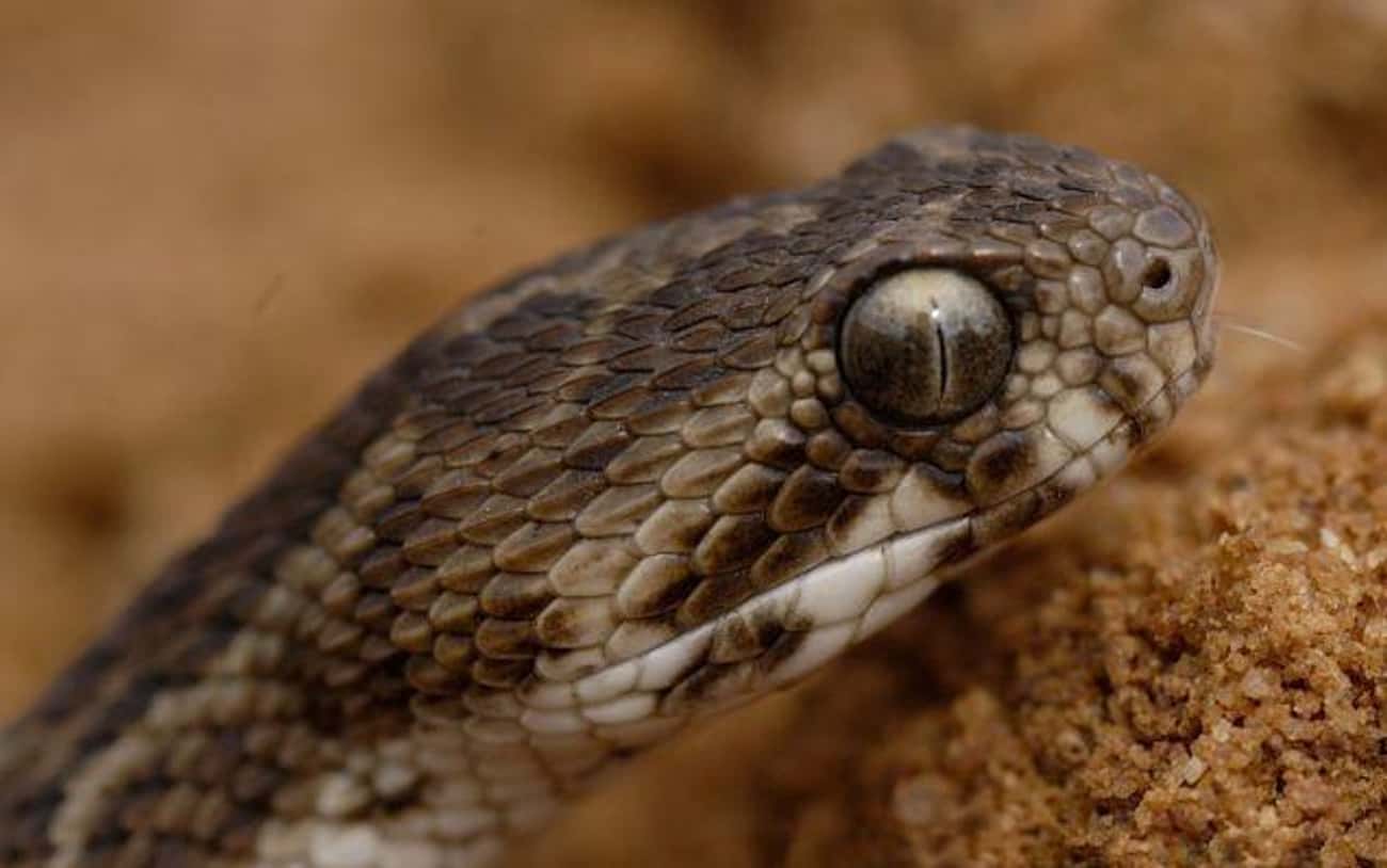 Saw-Scaled Vipers Will Cause A Person's Body To Hemorrhage