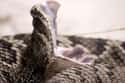 Eastern Diamondback Rattlesnakes Kill Your Blood Cells on Random Things About Snake Bites