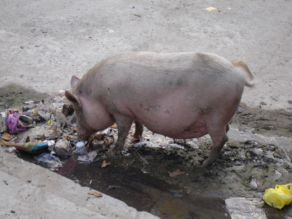 12 Disturbing Facts About Pig Farms That Might Turn You Vegetarian