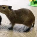 Meow And Cappy, Oh So Happy on Random Proofs that All Animals Love Hanging Out With Capybaras