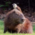 A Yellow-Headed Caracara Found The Perfect Perch on Random Proofs that All Animals Love Hanging Out With Capybaras