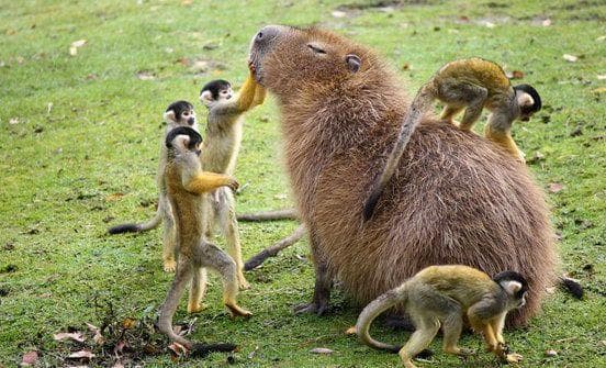 Capybaras With Unusual Friends