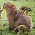 Obviously The Most Popular Member Of The Troop on Random Proofs that All Animals Love Hanging Out With Capybaras