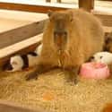 'Hopefully, I'll Just Blend Right In' on Random Proofs that All Animals Love Hanging Out With Capybaras