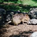 Homies For Life on Random Proofs that All Animals Love Hanging Out With Capybaras