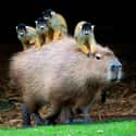 When You're The Designated Driver For The Whole Squad on Random Proofs that All Animals Love Hanging Out With Capybaras
