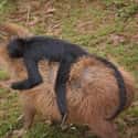 A Spider Monkey Goofing Around With His Pal on Random Proofs that All Animals Love Hanging Out With Capybaras