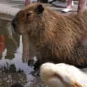 A Capybara With Duck Friends on Random Proofs that All Animals Love Hanging Out With Capybaras
