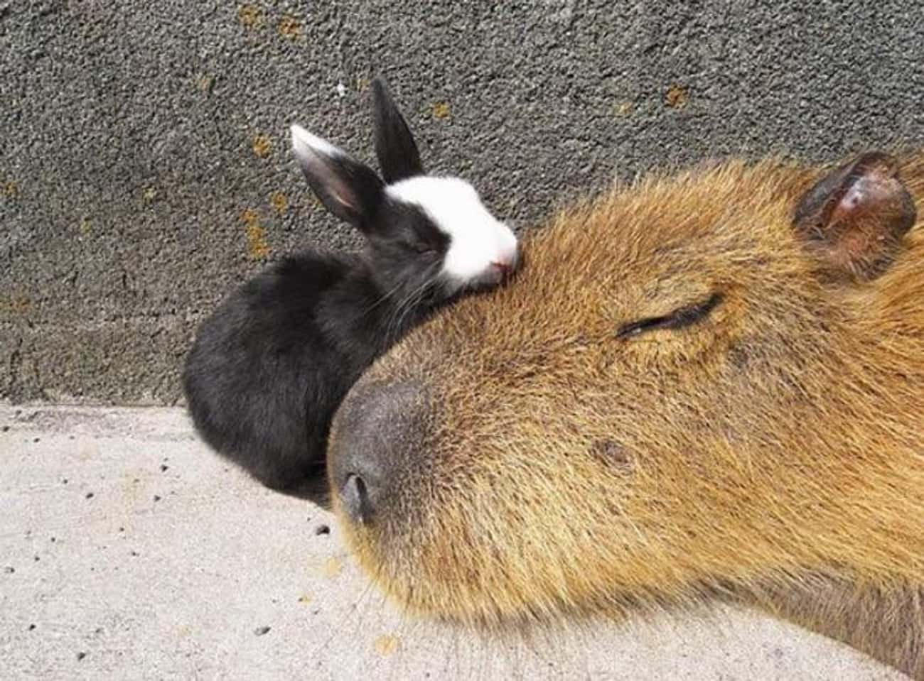Capybara Make The Best Snuggle Buddies