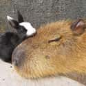 Capybara Make The Best Snuggle Buddies on Random Proofs that All Animals Love Hanging Out With Capybaras