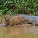 Opposites Attract on Random Proofs that All Animals Love Hanging Out With Capybaras
