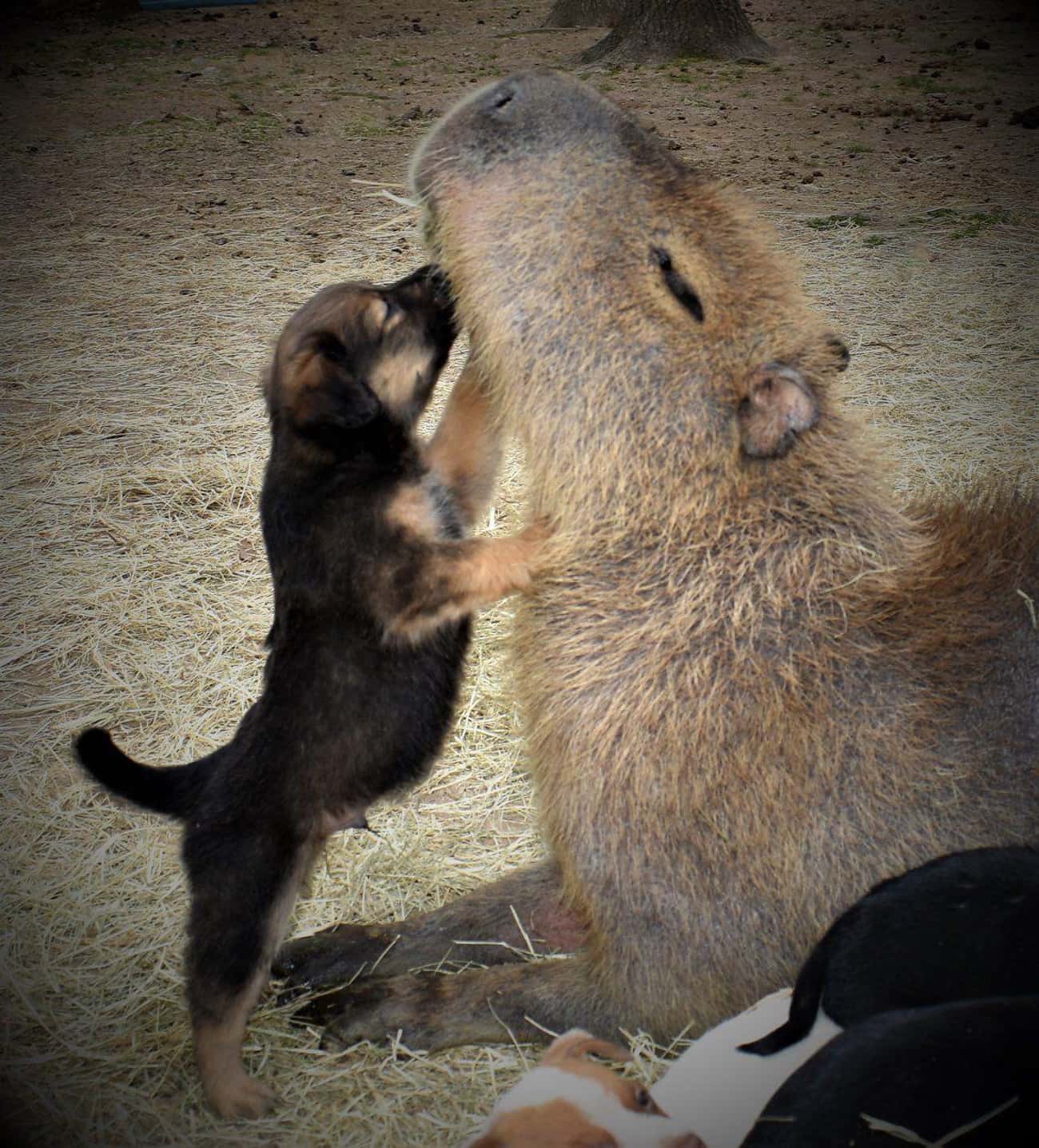 A Capybara Enjoying Some Puppy Kisses
