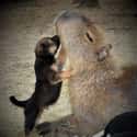 A Capybara Enjoying Some Puppy Kisses on Random Proofs that All Animals Love Hanging Out With Capybaras