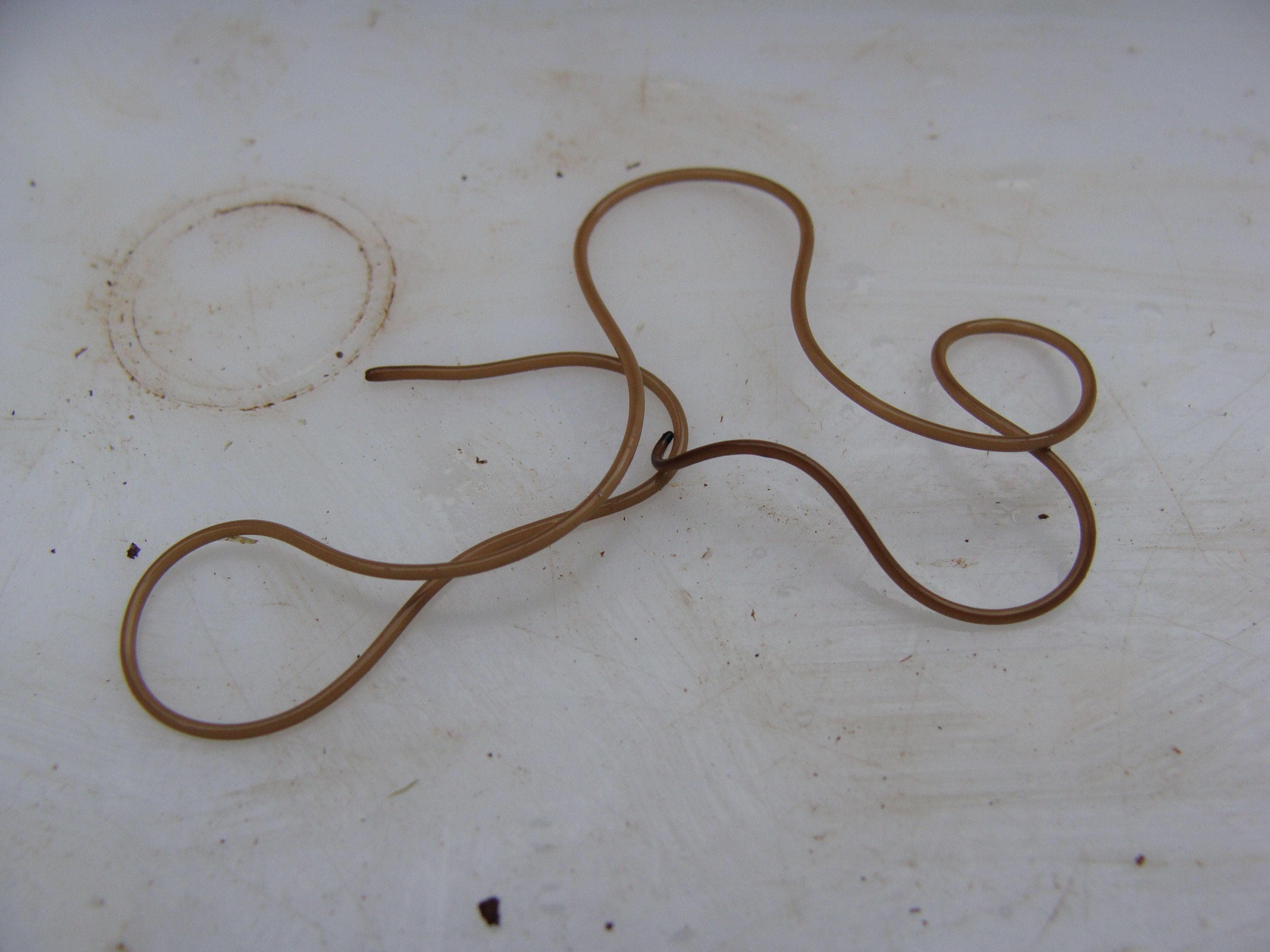 Horsehair Worms Are Real, Horrifying Parasites... And They've Evolved