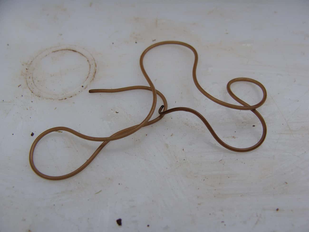 A Horsehair Worm&#39;s Entire Body Is Just One Big Mating Organ
