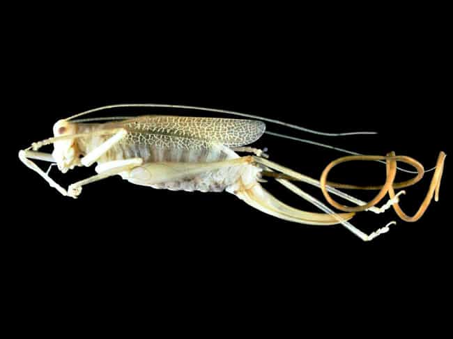 download horsehair worm parasite
