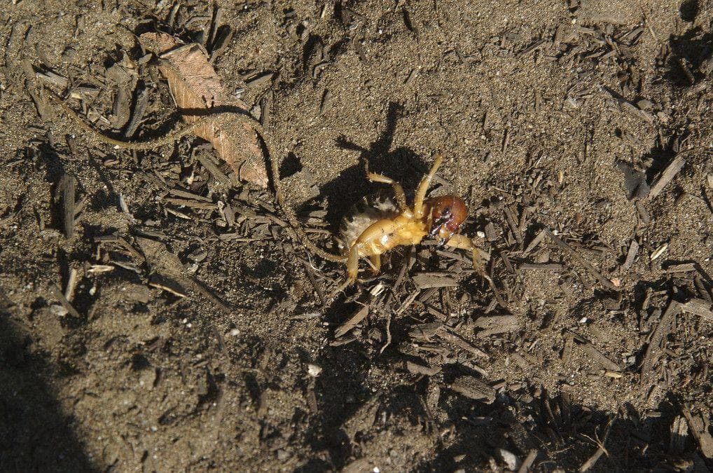 Horsehair Worms Are Real, Horrifying Parasites... And They've Evolved