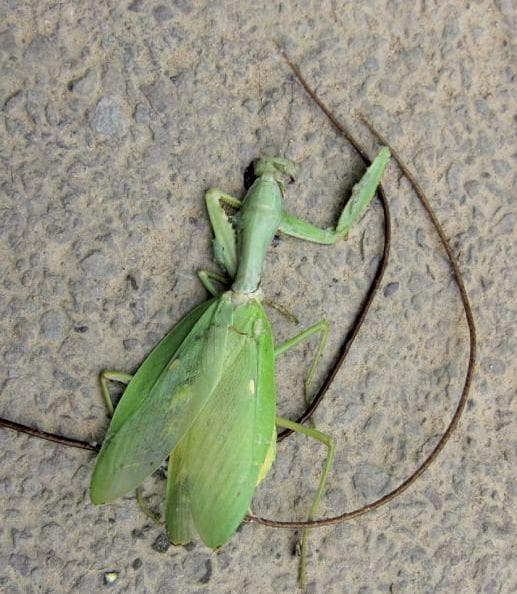download hair worms in crickets