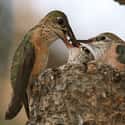 Romantic Kissing Might Have Evolved From The Way Mother Birds Feed Their Babies on Random Points In History Where Humans Didn't Kiss