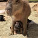 Taking The New Kid Under Your Wing on Random Proofs that All Animals Love Hanging Out With Capybaras