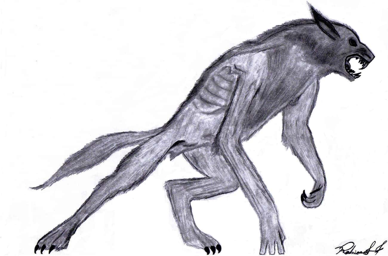 Cannock County&#39;s Werewolves May Be Somewhat Evolved
