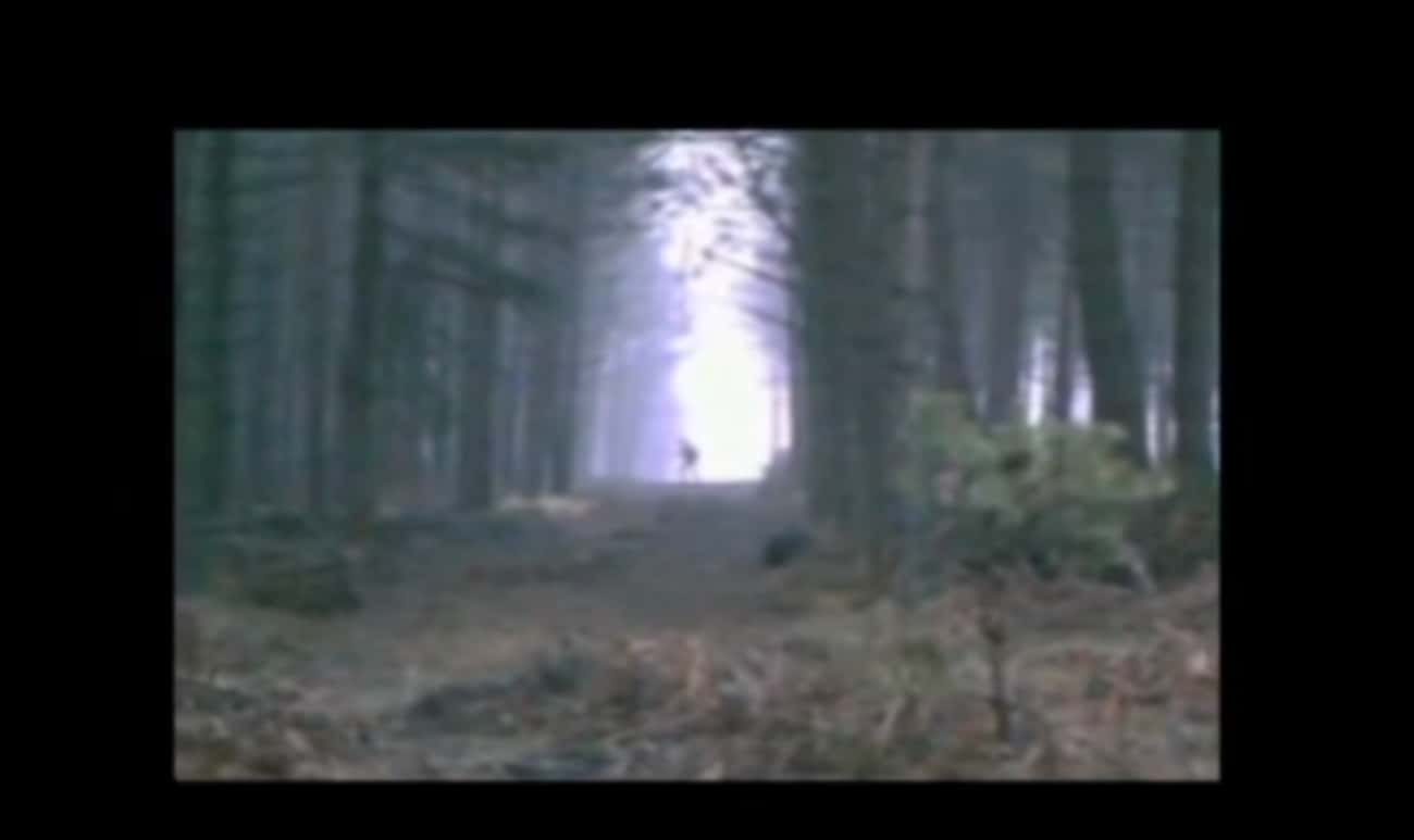 The Werewolf Was Captured On Video