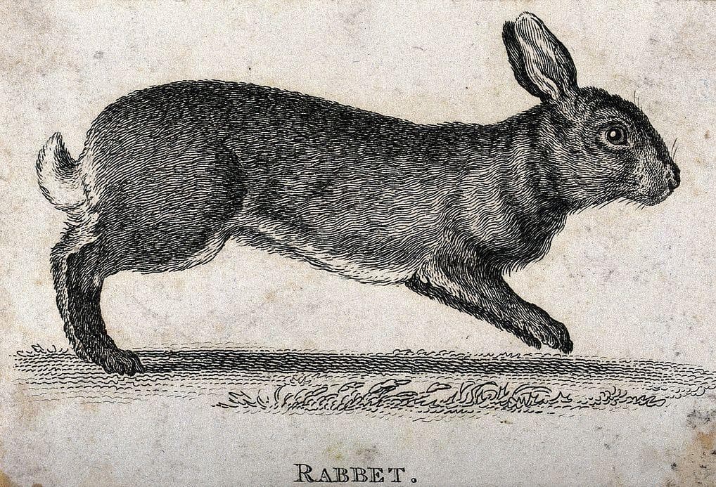 Start Looking For A Hare To Pulverize If You Want A Boy