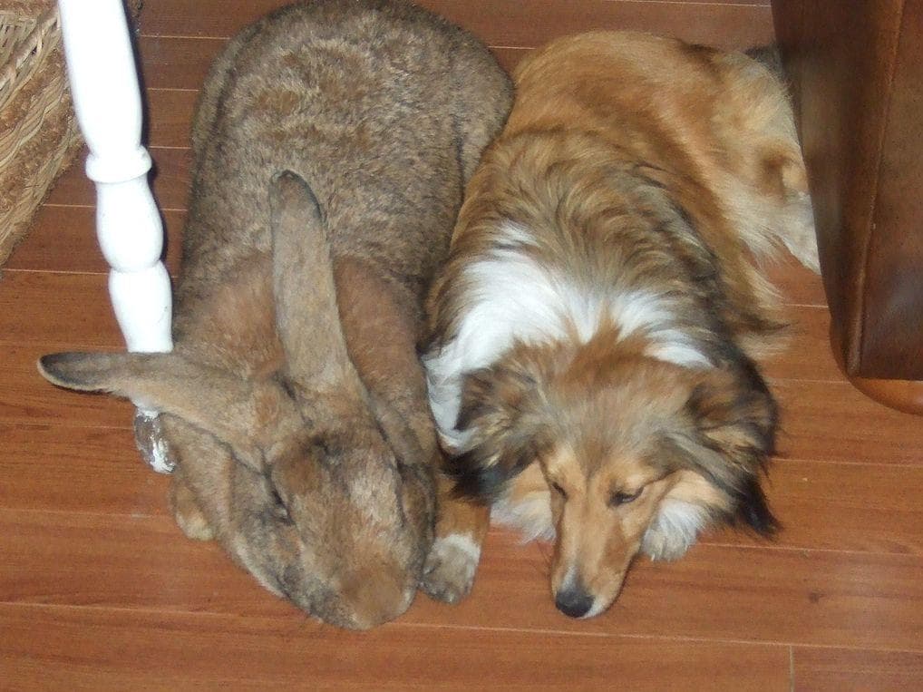 The Internet Is Losing Their Minds Over These Giant Rabbits That Apparently Make Great Pets