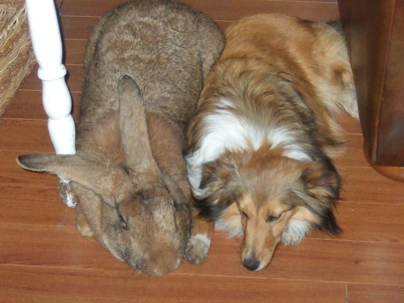 They Are The Largest Rabbits In The World