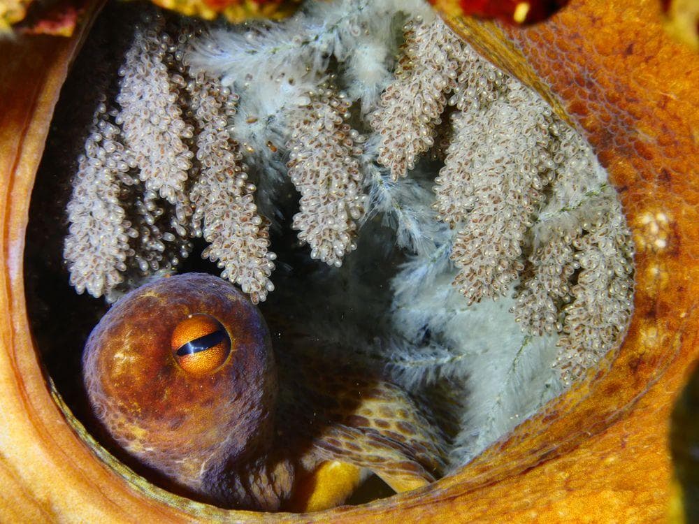 What Octopus Eggs Look Like When They're Hatching Is Straight Out Of A ...