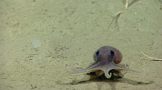 What Octopus Eggs Look Like When They're Hatching Is Straight Out Of A