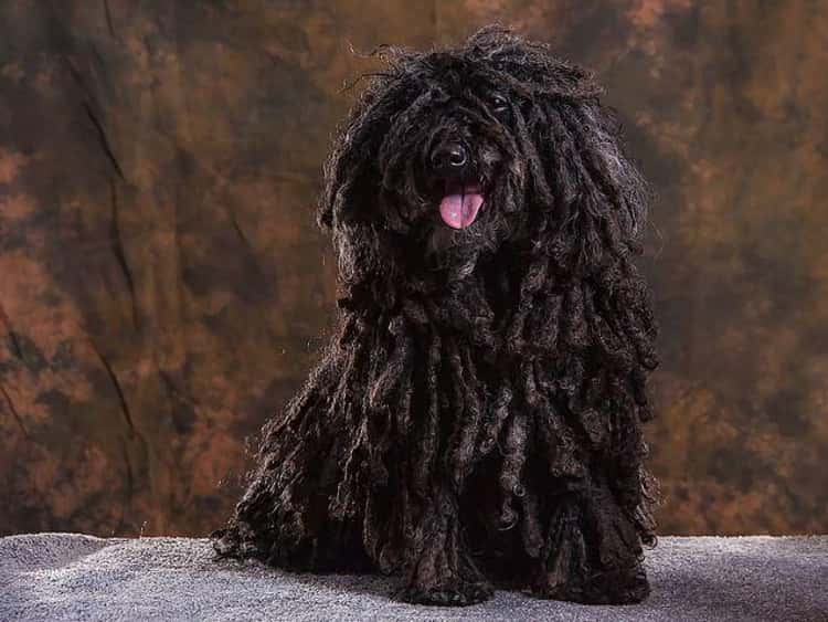This Dog Has Natural Dreadlocks That Ll Give You Major Hair Envy
