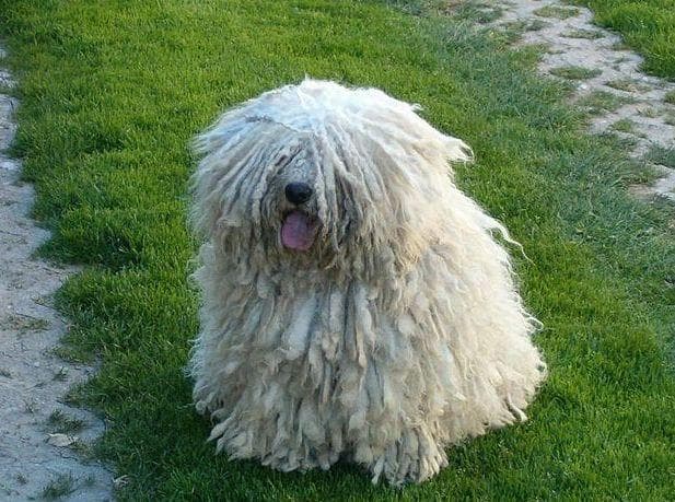 This Dog Has Natural Dreadlocks That'll Give You Major Hair Envy