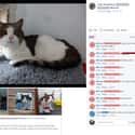 Michael, Do You Want To Adopt This Cat? on Random Old People Who Gave Using Facebook Their Best Shot, But Really Missed Mark