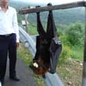 These Bats Are Just Too Big, That's All on Random Horrifying Nature Made You Say NOPE