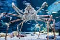 This Giant Spider Crab Will Probably Haunt Your Nightmares Forever on Random Horrifying Nature Made You Say NOPE