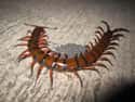 Who Doesn't Want A Foot-Long Centipede Crawling Around Their Kitchen? on Random Horrifying Nature Made You Say NOPE