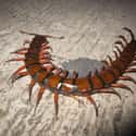 Who Doesn't Want A Foot-Long Centipede Crawling Around Their Kitchen? on Random Horrifying Nature Made You Say NOPE