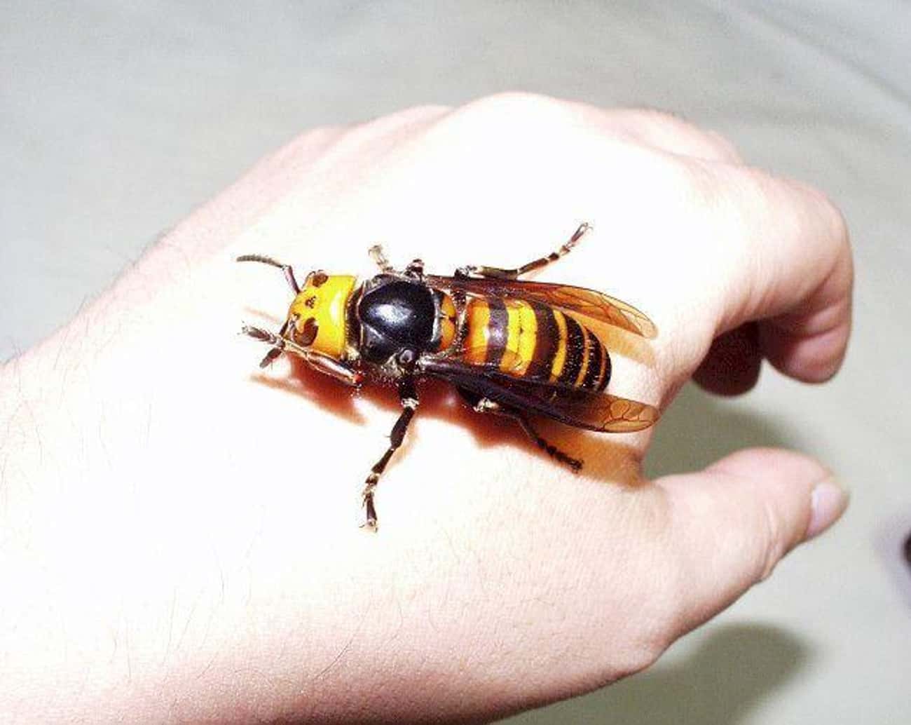 You Would Not Want These Asian Giant Hornets Hornets Dropping By The Family Picnic