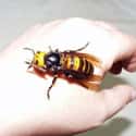 You Would Not Want These Asian Giant Hornets Hornets Dropping By The Family Picnic on Random Horrifying Nature Made You Say NOPE