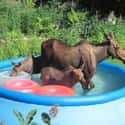 Wild Life Kiddie Pool In Vermont on Random Hilarious Photos That Perfectly Describe Every American State