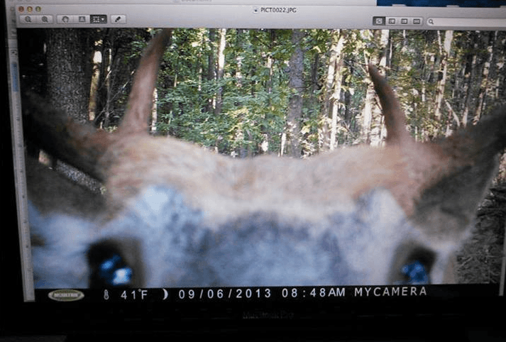 12 Times Trail Cams Revealed The Hilarious, Hidden Lives Of Animals