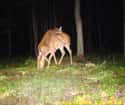 What Is Even Happening In This Picture? on Random Trail Cams Revealed Hilarious, Hidden Lives Of Animals